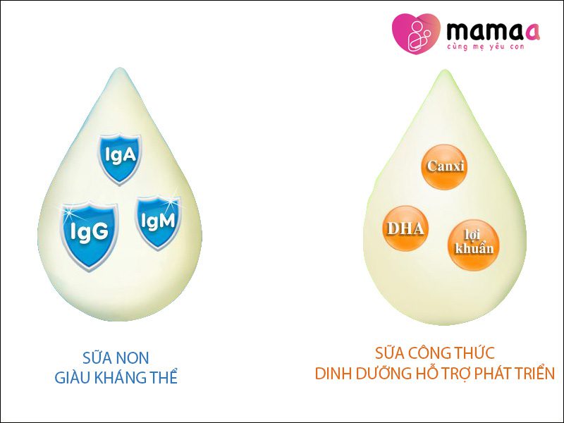sữa non